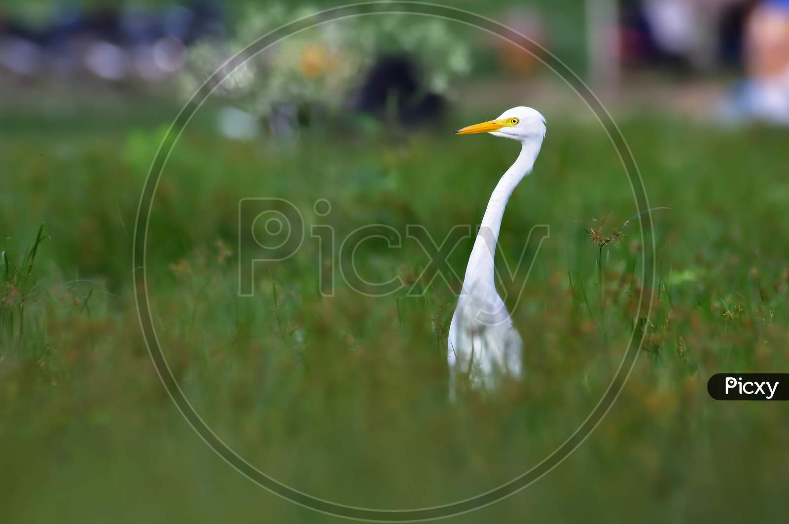 Intermediate Egret Head Pop Out Of Grass