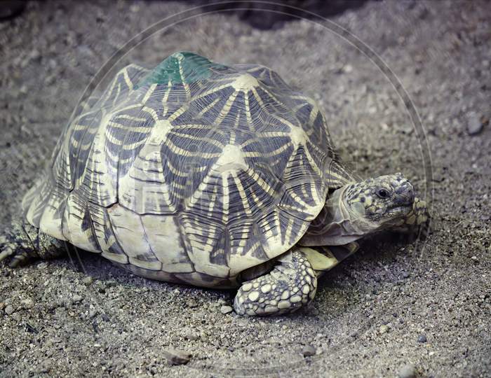Indian Star Tortoise Image Taken In India