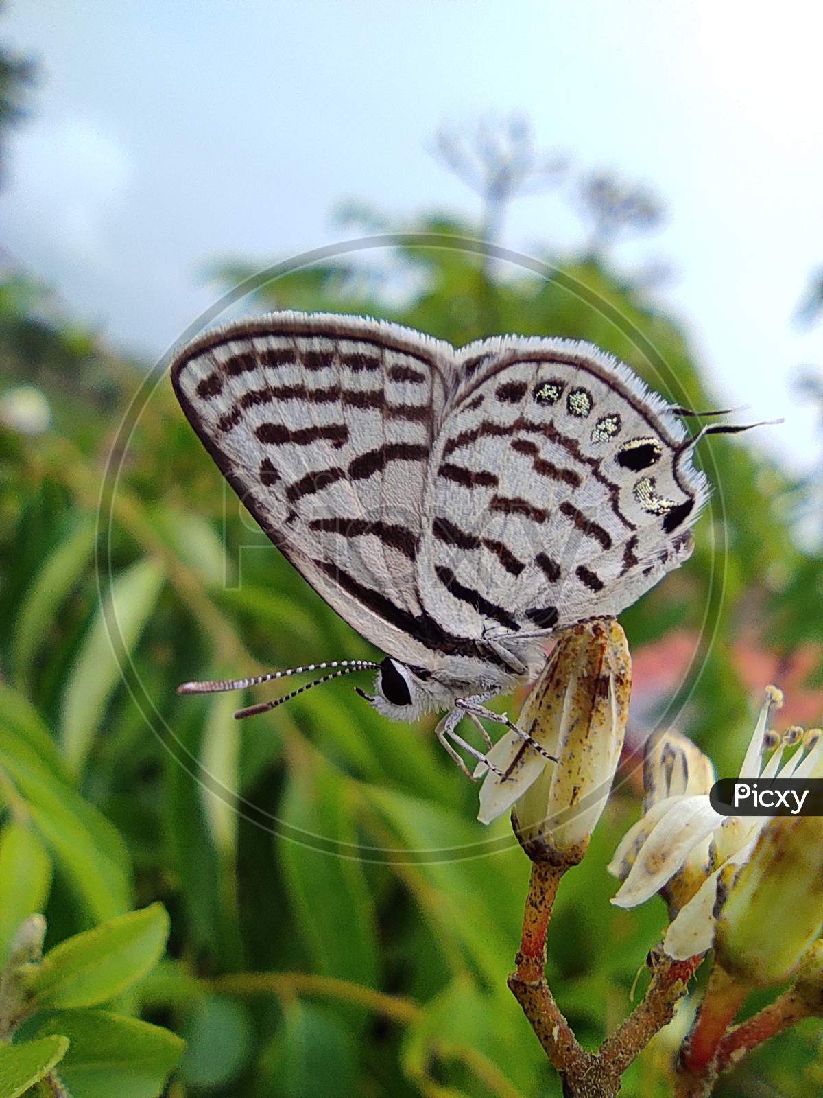 Tarucus butterfly