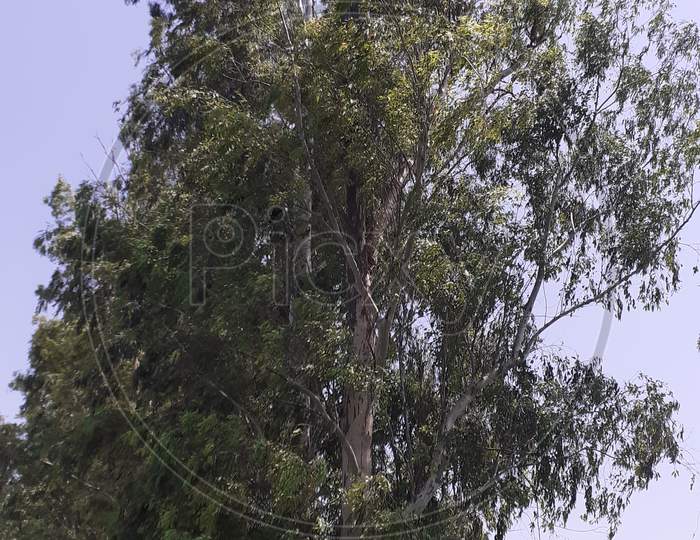 Eucalyptus tree with sky background.