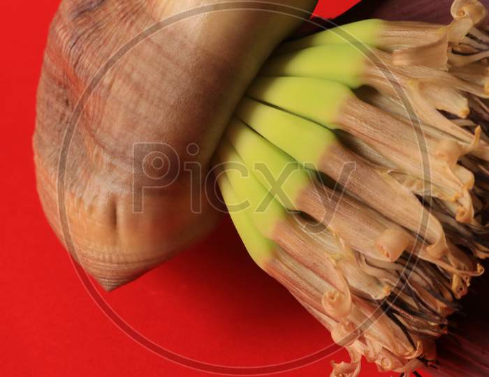 Close Shot of Banana Flower Isolated with Red Background