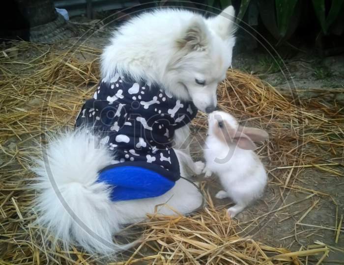 A dog kissing a rabbit