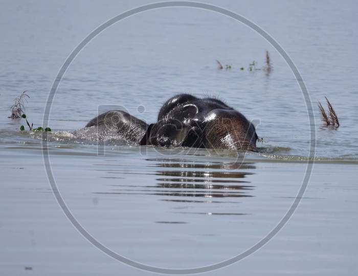A wild elephant swims in flooded waters in Kaziranga National Park in Nagaon, Assam on July 13, 2020