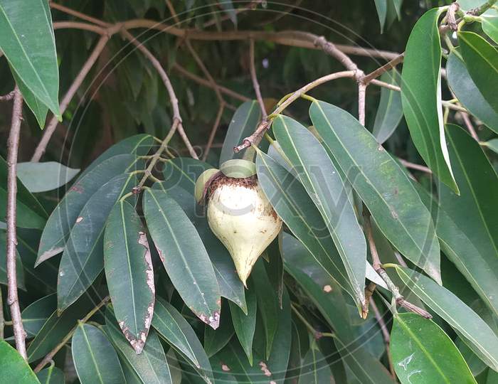 Fruit of Nageshwar tree