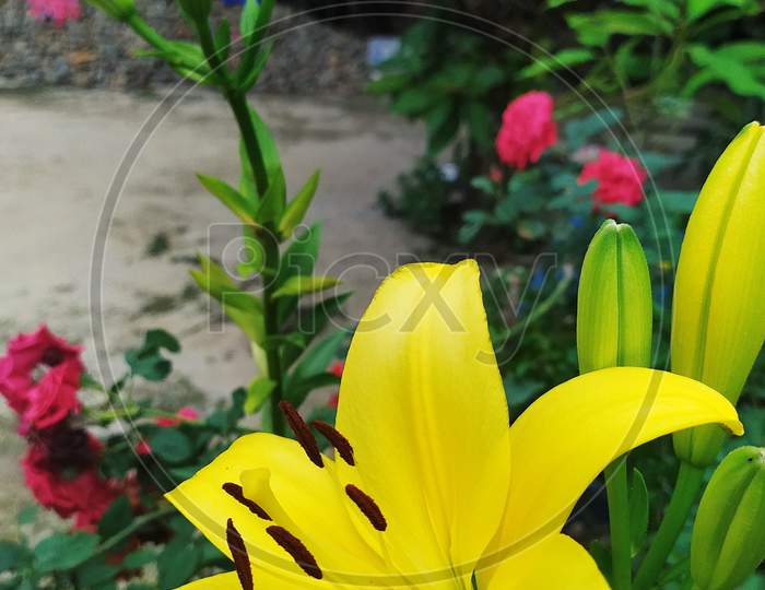 The yellow fully-bloom Lily