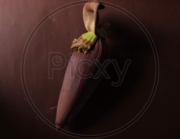 Banana Flower Isolated with Brown Background