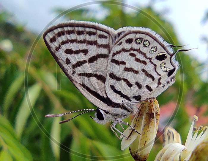 Tarucus butterfly