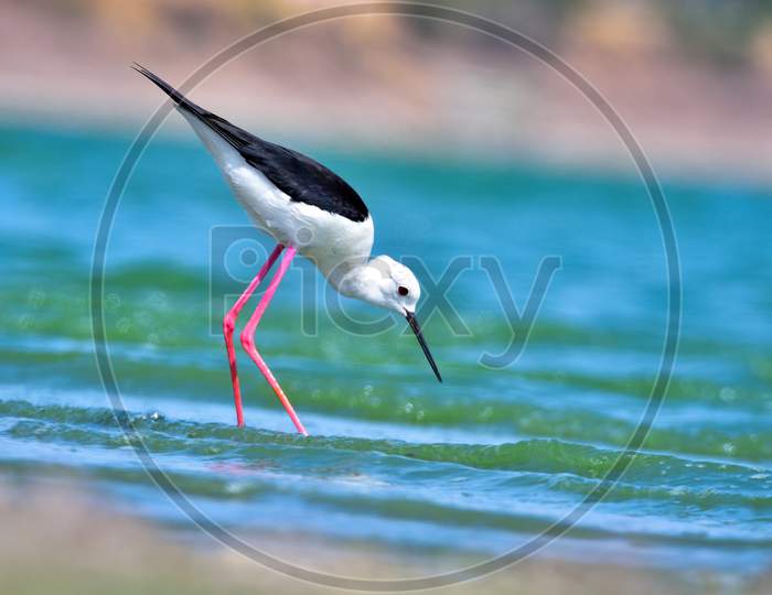 Black-Winged Stilt In Search Of Food