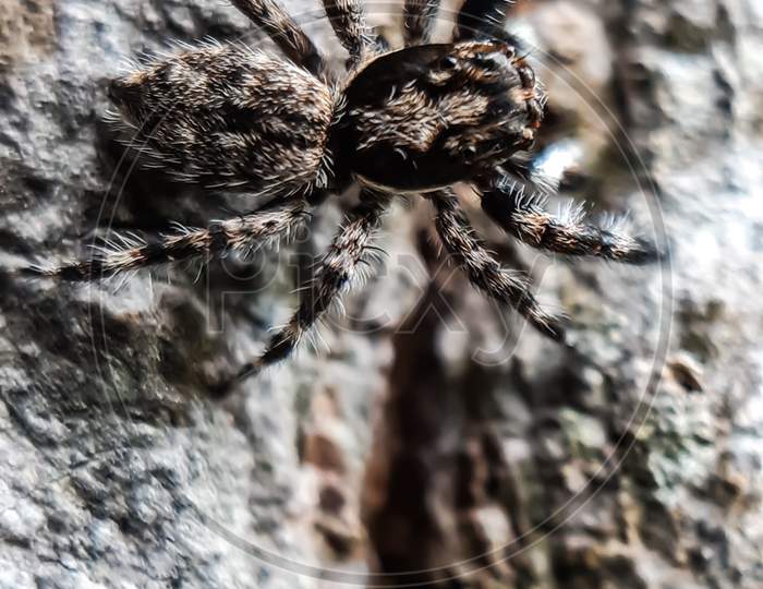 A Gray Spider Is Sitting On A Gray Background. This Is A Picture Of A Garden.