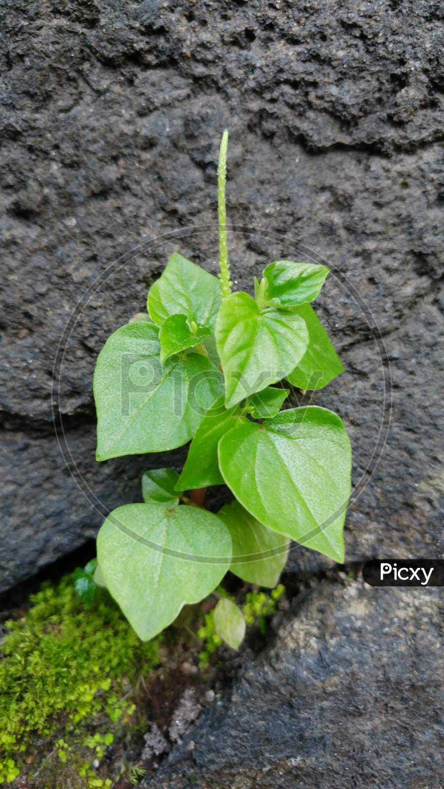 Peperoma Pellucida Plant