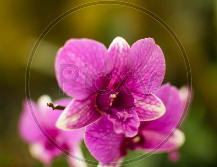 Rose Pink Colored Orchid Flower With Nice Blurred Background