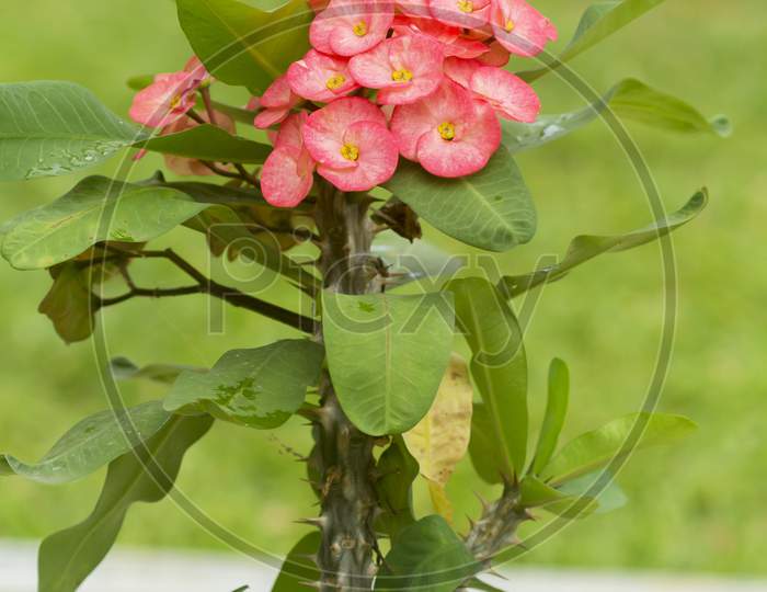 Crown of thorns, (Euphorbia milii), also called Christ thorn.