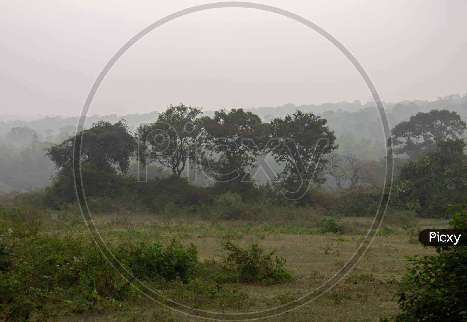 Beautiful Landscape View Of A Foggy Morning In Masinagudi, Mudumalai National Park, Tamil Nadu - Karnataka State Border, India.