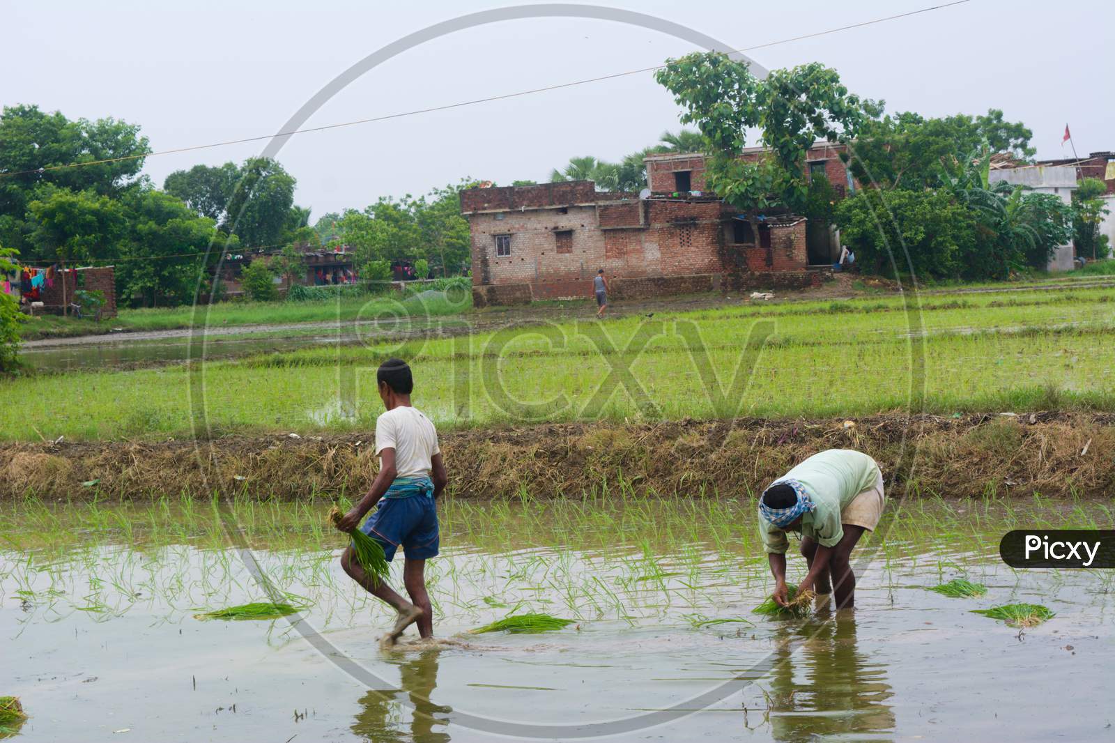 Laborers planting paddy seedlings in flooded field