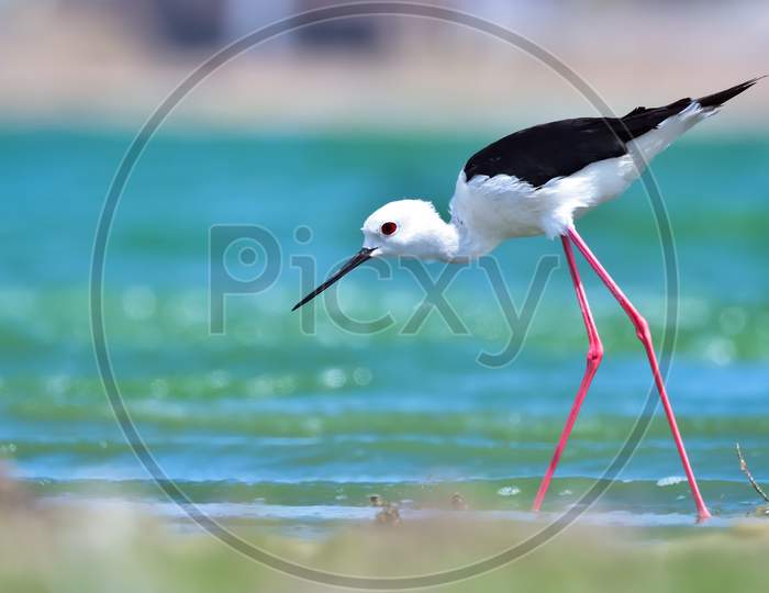 Black-Winged Stilt In Search Of Food