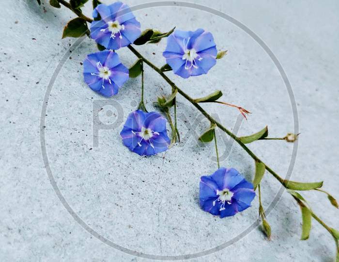 Vishnu kranta విష్ణుక్రాంత Convolvulaceae morning glory family  Evolvulus alsinoides flowers