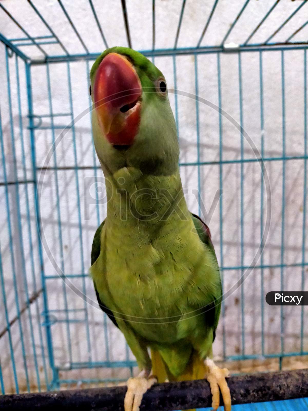 Parrot crying in the cage. Indian bird green