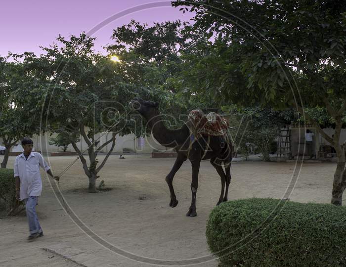 Jaipur, India - October 20, 2012: A Man Pulling His Hitched Domestic Camel With Rope Before A Sunset