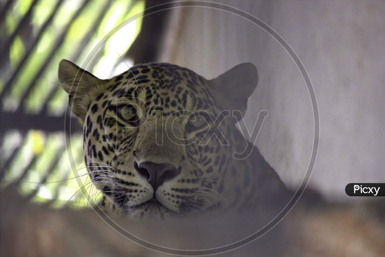 A Closeup Head Shot Of A Leopard Captured In India