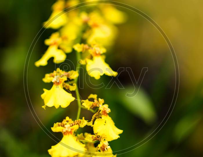 Beautiful Yellow Colored Orchid Flower With Nice Blurred Background