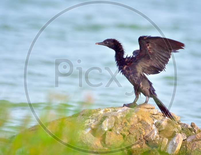 Great Cormorant Opening Wings