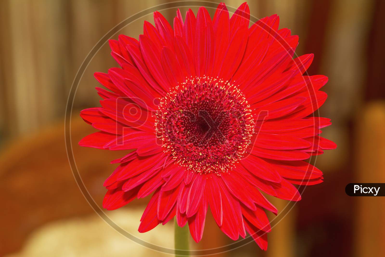 macro shot of red gerbera flower.