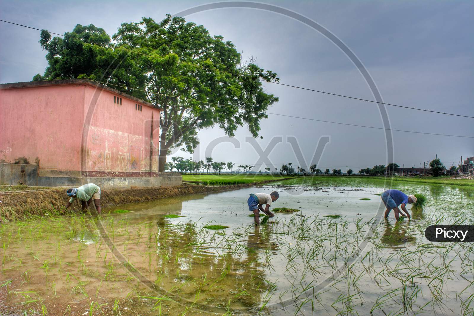 Laborers planting paddy seedlings in flooded field