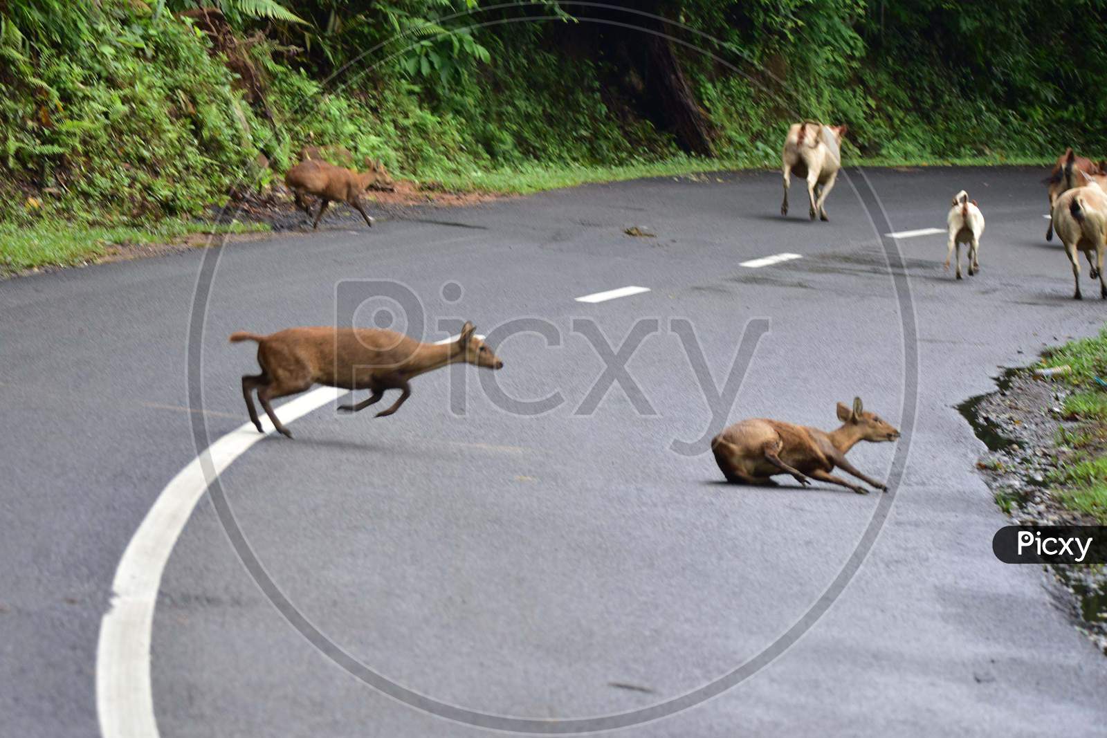 Wild deers cross the highway in search of a safer place as the Kaziranga National Park got flooded in Nagaon, Assam on July 12, 2020