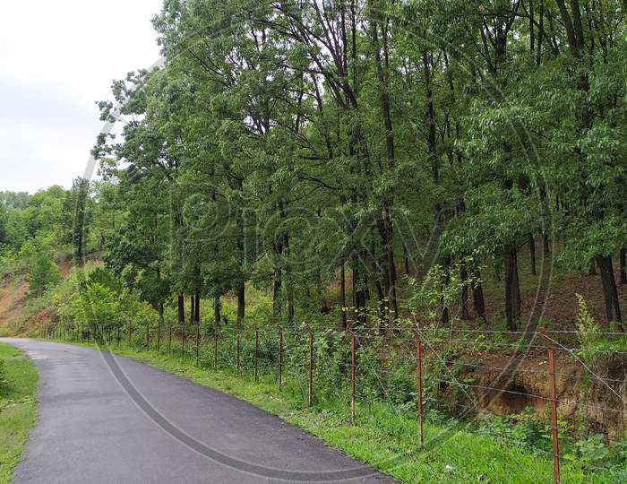 The road leading to the forest