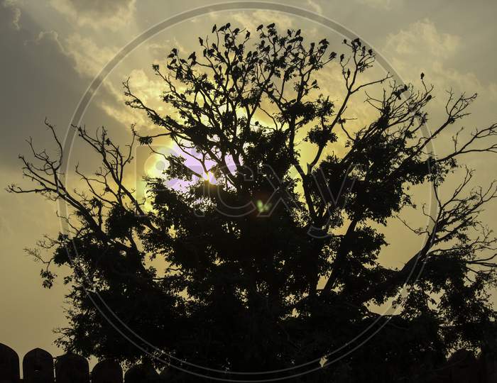 A Closeup Silhouette Of A Tree With Several Birds On It Against A Dramatic Sunset