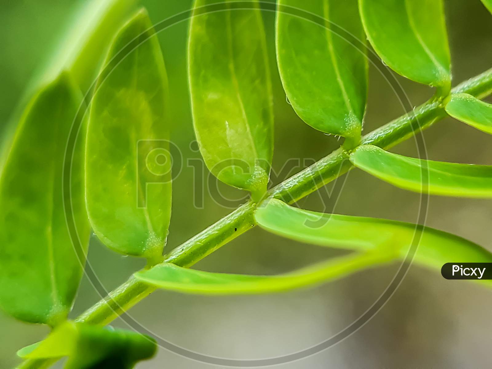 Picture Of Green Plant Leaves In The Garden And Green Background In The Back.