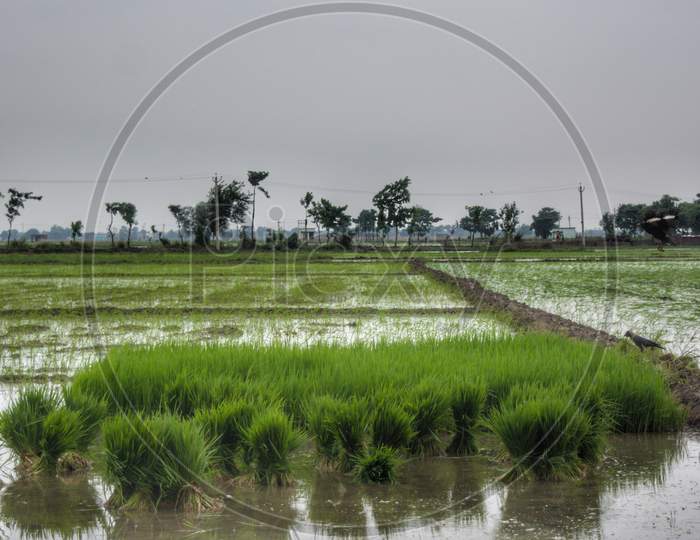 Paddy seedlings in a flooded field ready for plantations