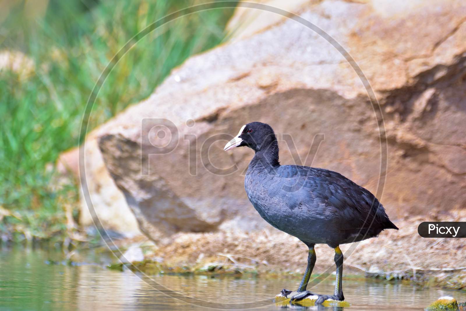 Eurasian Coot Standing On A Solid Rock