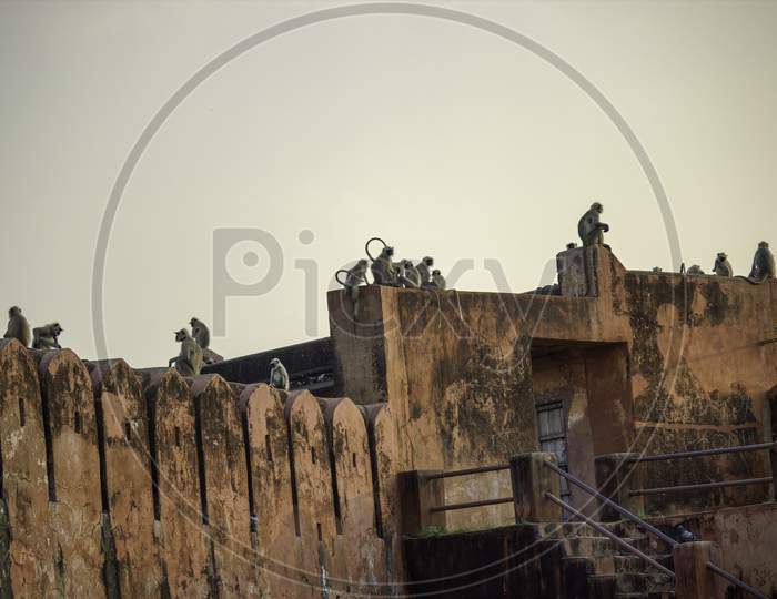 A Group Of Langoor Monkeys Sitting On A Fortress Wall In Jaipur - India