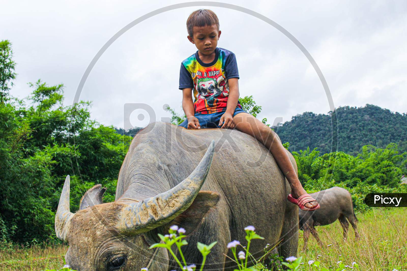 The boy rode on the back of a buffalo in the rice field. It was the happiness of the children in the countryside.