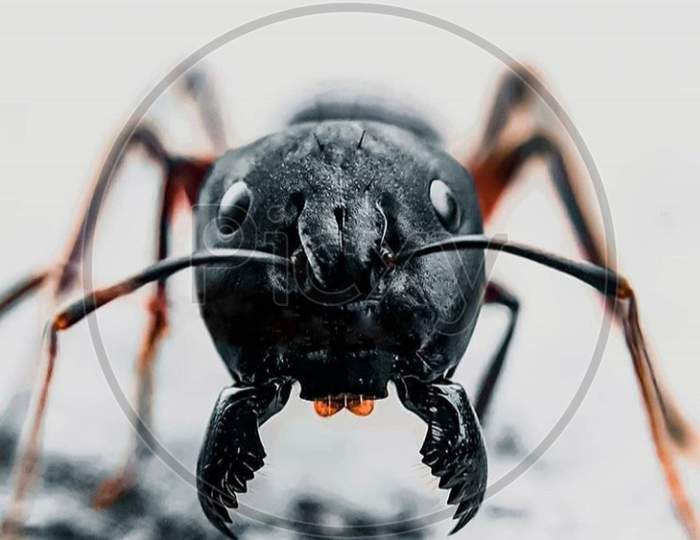 Macro photography of an ant