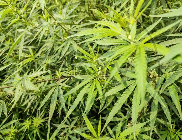 Close up of a marijuana farm Or plants