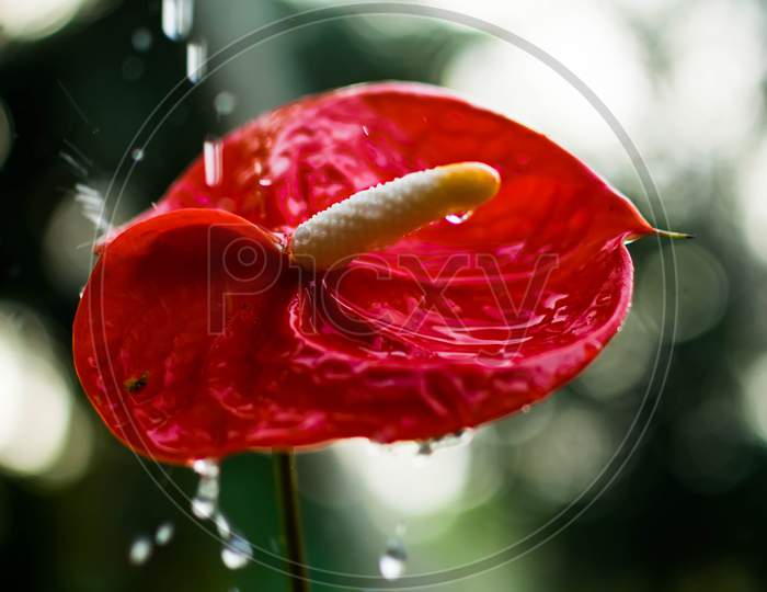 An Isolated Red Flower In The Rain With Bokeh Background