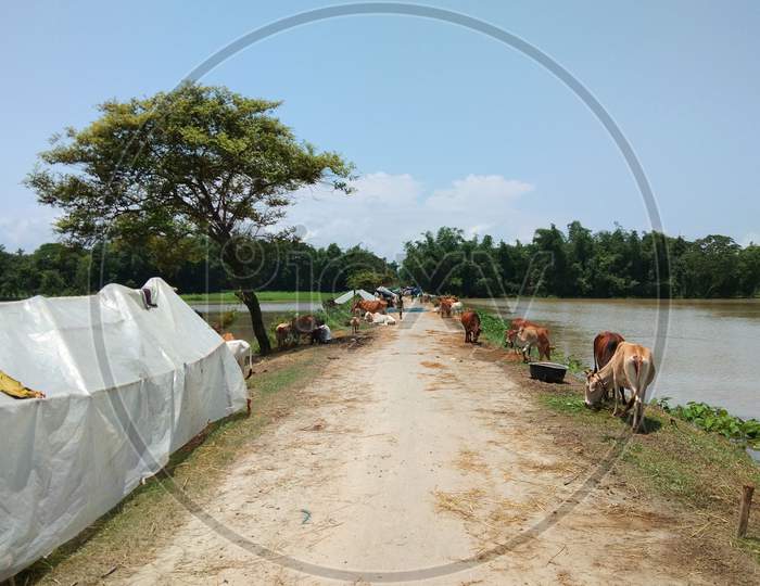Flood affected  domestic animals and people on the road for shelter at Assam