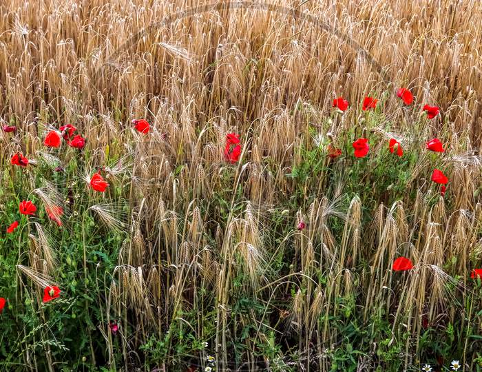 Beautiful Red Poppy Flowers Papaver Rhoeas In A Golden Wheat Field Moving In The Wind