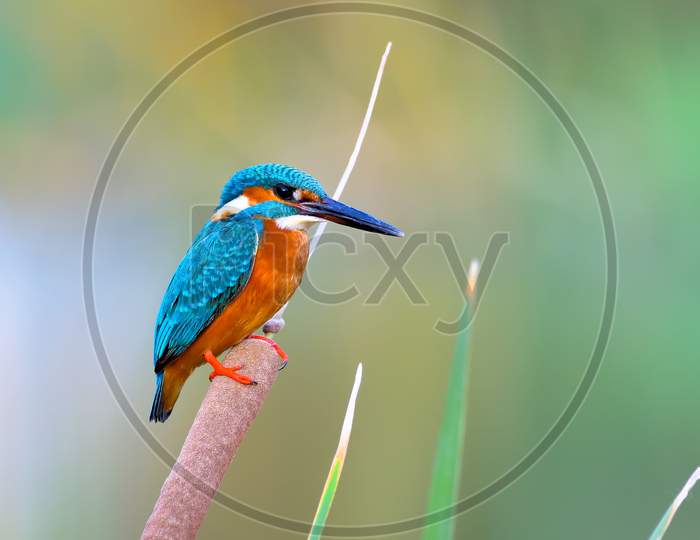 Common Kingfisher Perched On A Reed