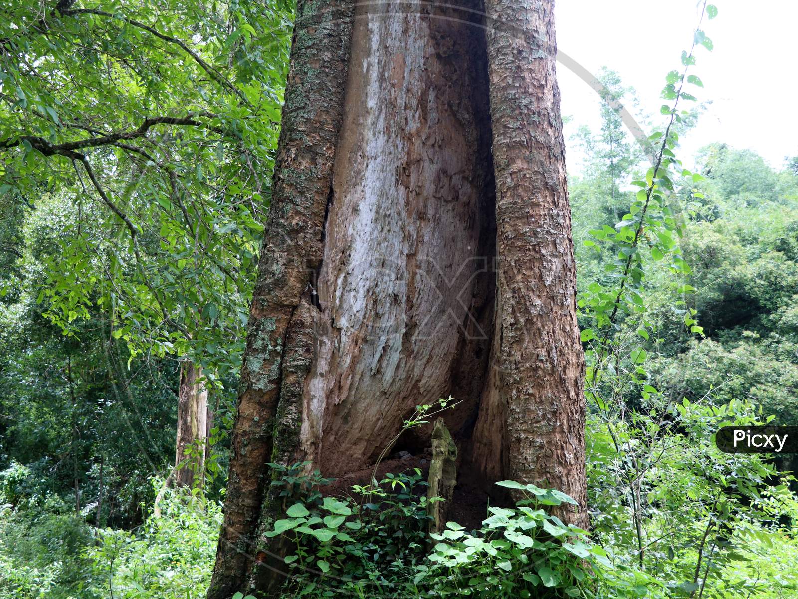 Old  Tree Trunk With Decayed And Termite Attacked Part