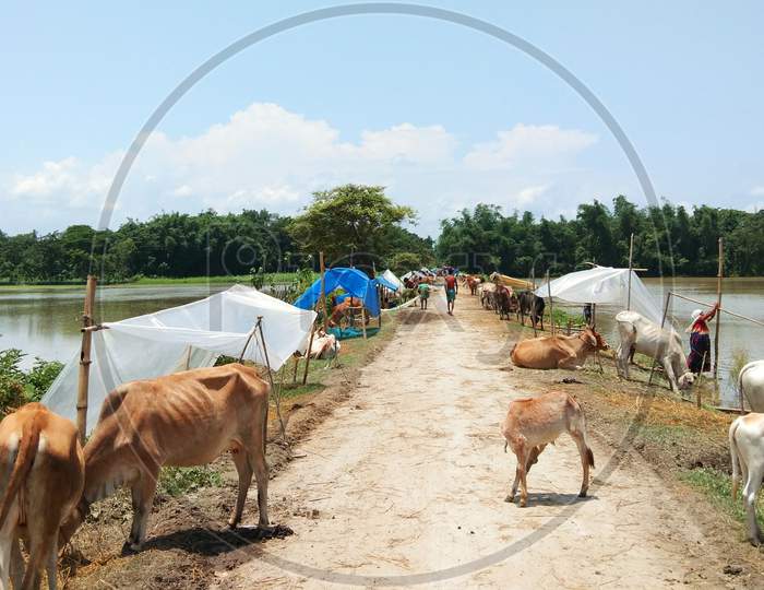 Flood affected  domestic animals and people on the road for shelter at Assam