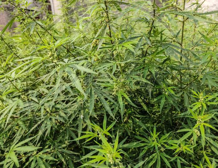 Close up of a marijuana farm Or plants