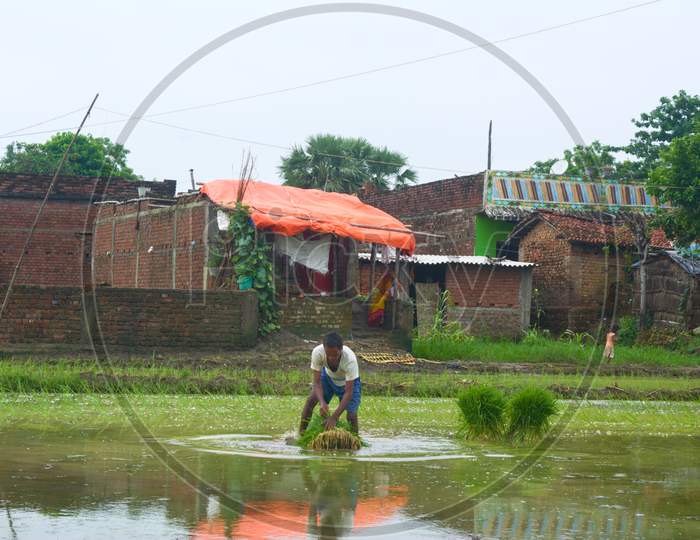 A Laborer carrying paddy seedlings in while planting