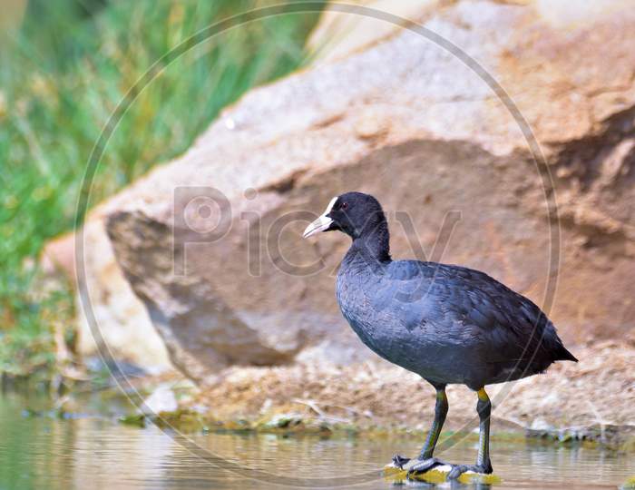Eurasian Coot Standing On A Solid Rock
