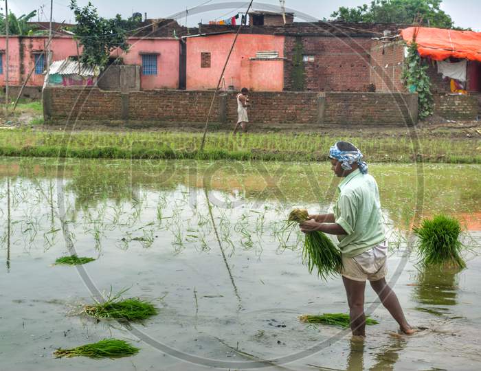 Laborer planting paddy seedlings in flooded field