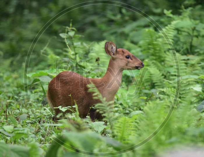 A wild deer crosses the highway to search for a safer place as the Kaziranga National Park got flooded in Nagaon, Assam on July 12, 2020