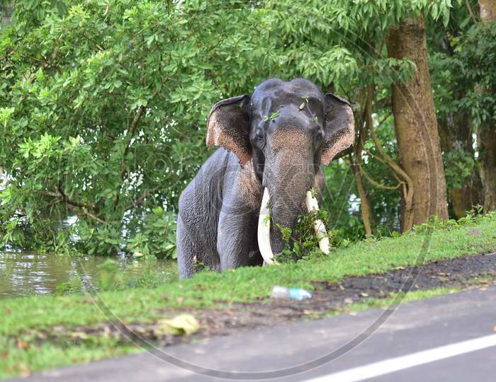 A wild elephant crosses a road to escape the floods in Kaziranga National Park in Nagaon, Assam on July 13, 2020