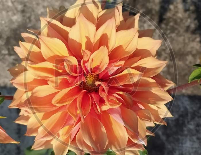 Beautiful Dahlia Flower